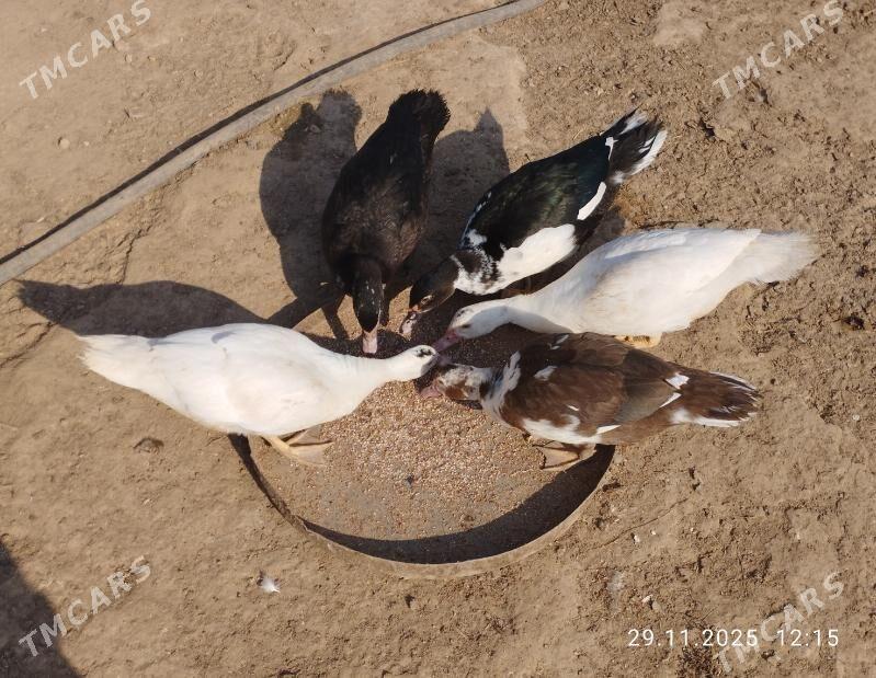 indautga - Tejen - img 3