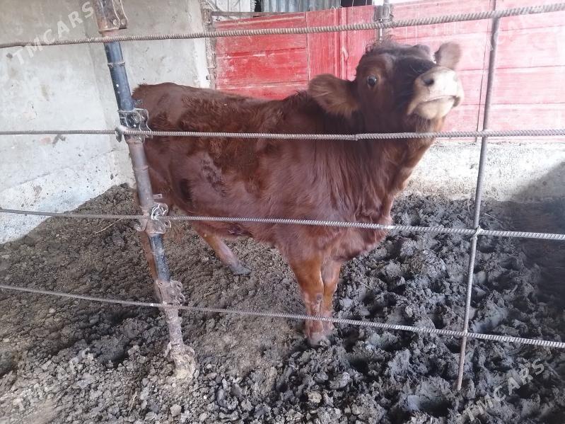 Bakylan gulajyn gole - Mary - img 2