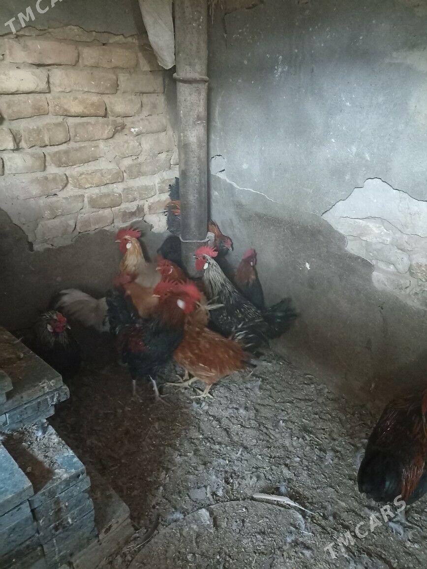 gara horaz - Garadamak Şor - img 4