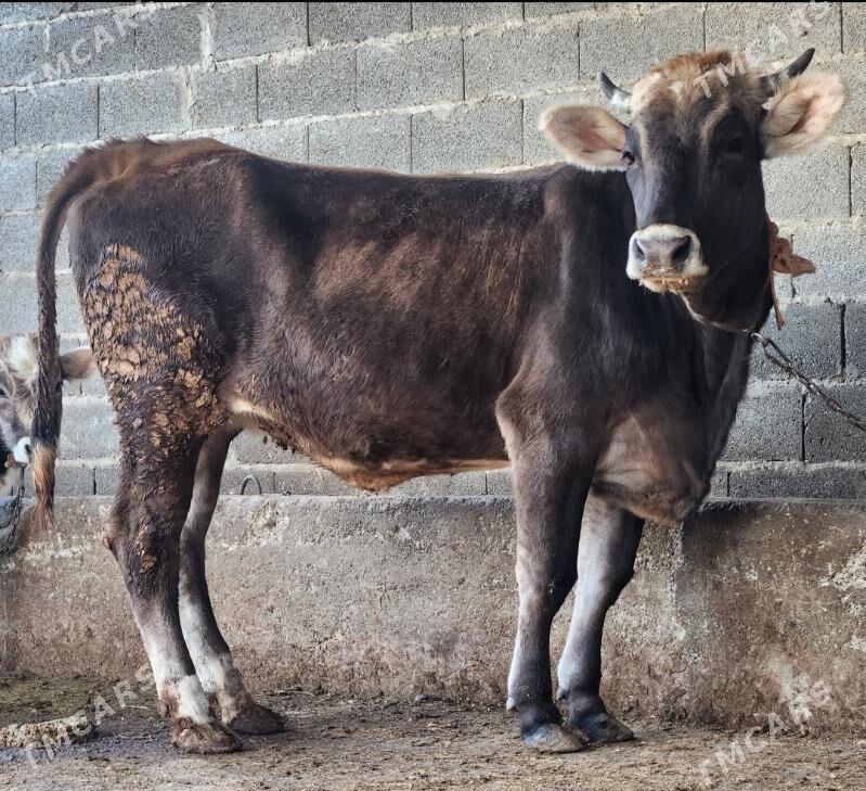 Tuwe - Бахарден - img 2