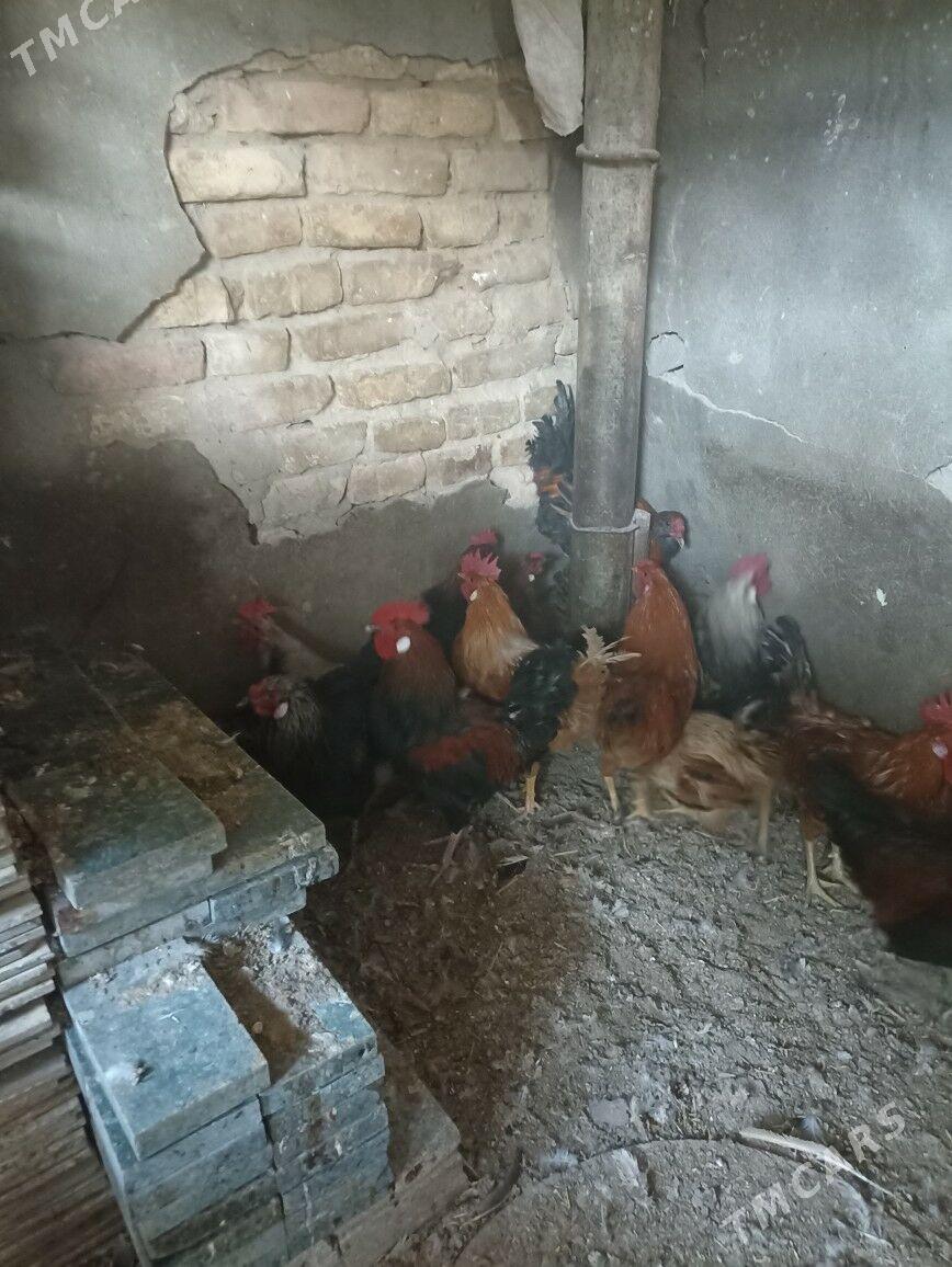 gara horaz - Garadamak Şor - img 3