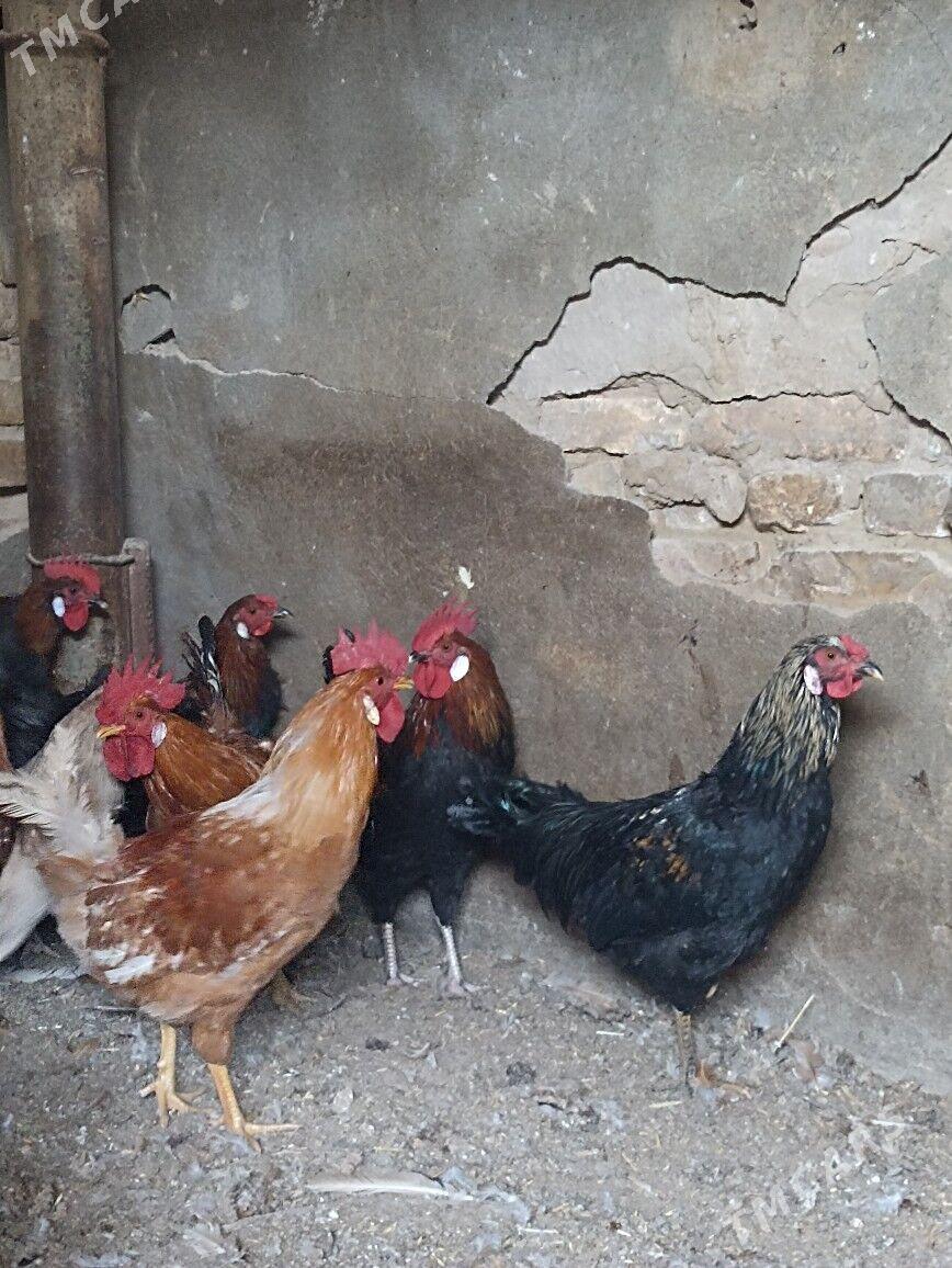 gara horaz - Garadamak Şor - img 2