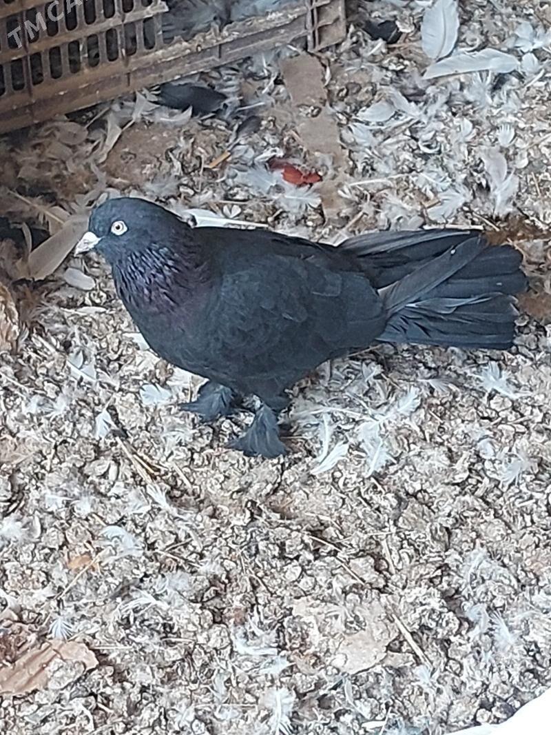 kepderi - Мары - img 2