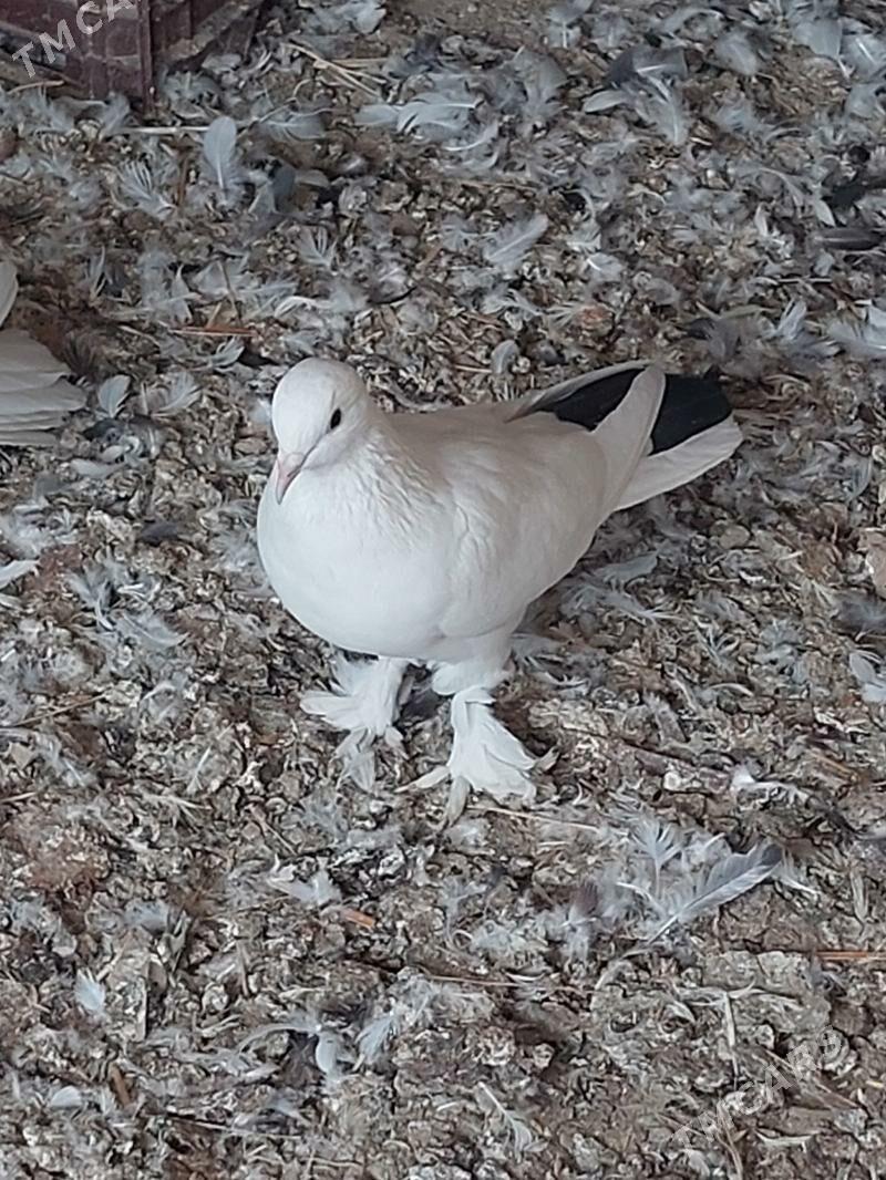 kepderi - Мары - img 5