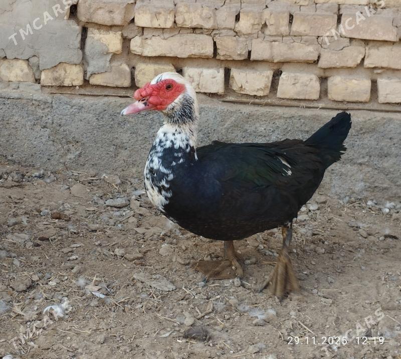 indautga - Tejen - img 3