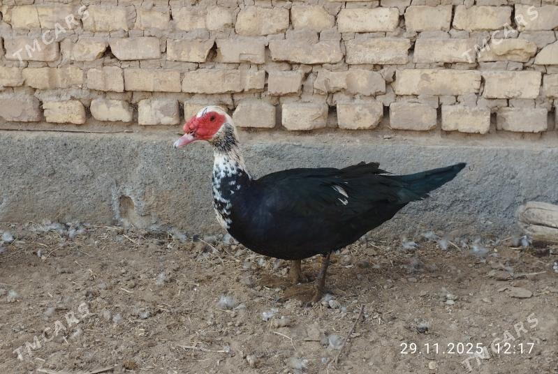 indautga - Tejen - img 2