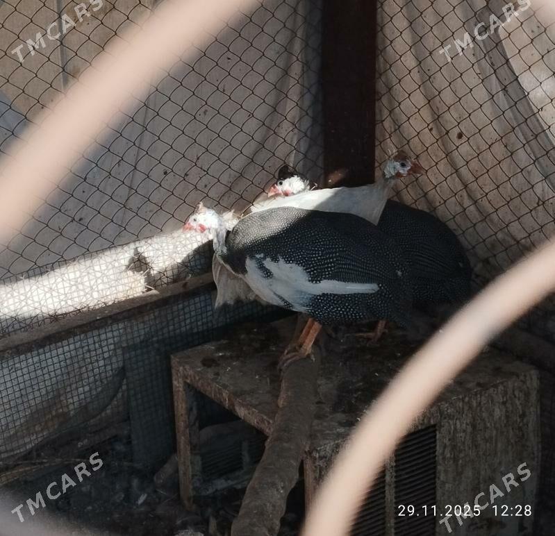 käkilik - Теджен - img 5