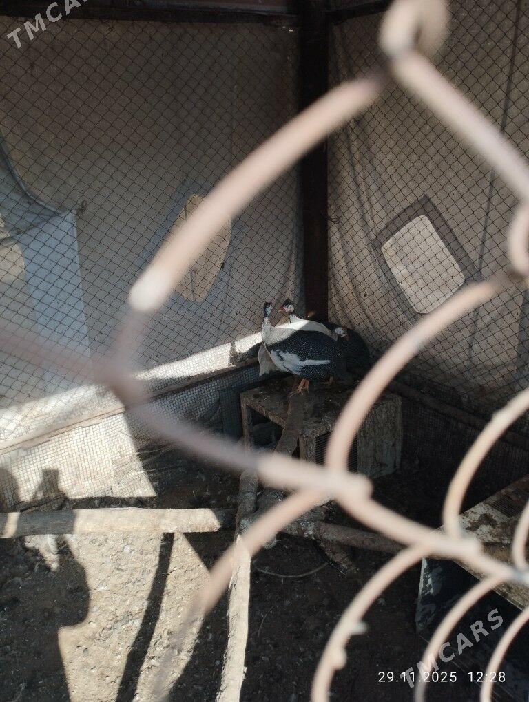 käkilik - Теджен - img 4