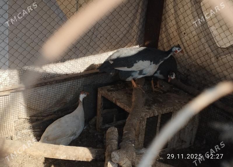 käkilik - Теджен - img 2