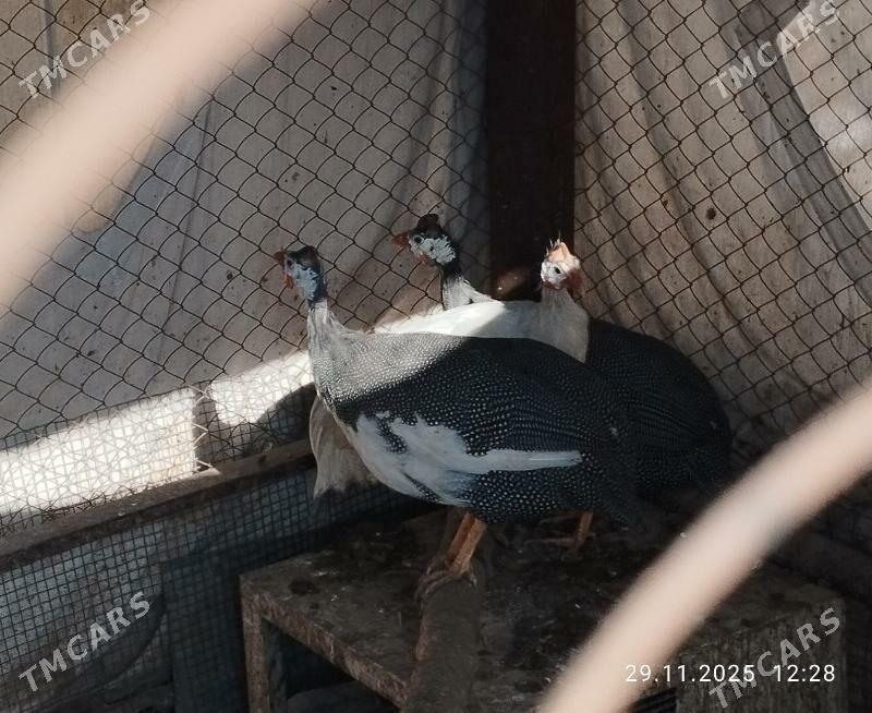 käkilik - Теджен - img 3