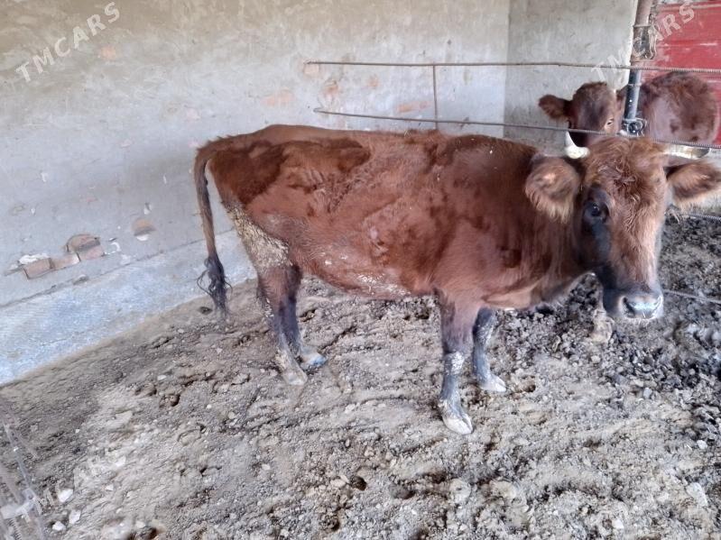 bakyda duran sygyr - Mary - img 2