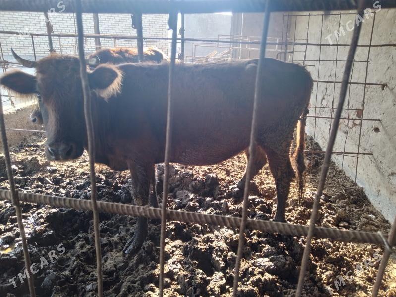 bakyda duran sygyr - Mary - img 3