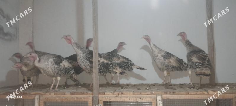 induk - Türkmenabat - img 2