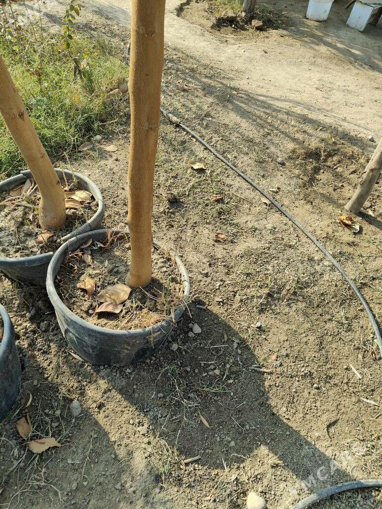 tut cynar yaprak - Aşgabat - img 2