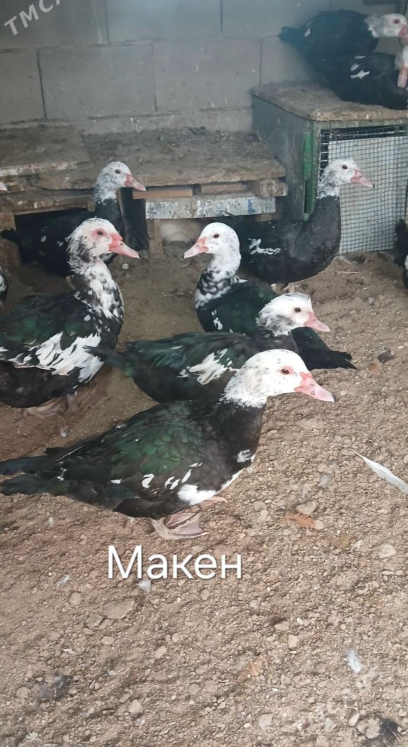 ИНДИВУТКА ОРДЕК - Балканабат - img 3