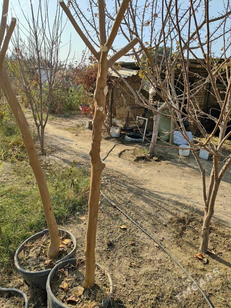 tut cynar yaprak - Aşgabat - img 1