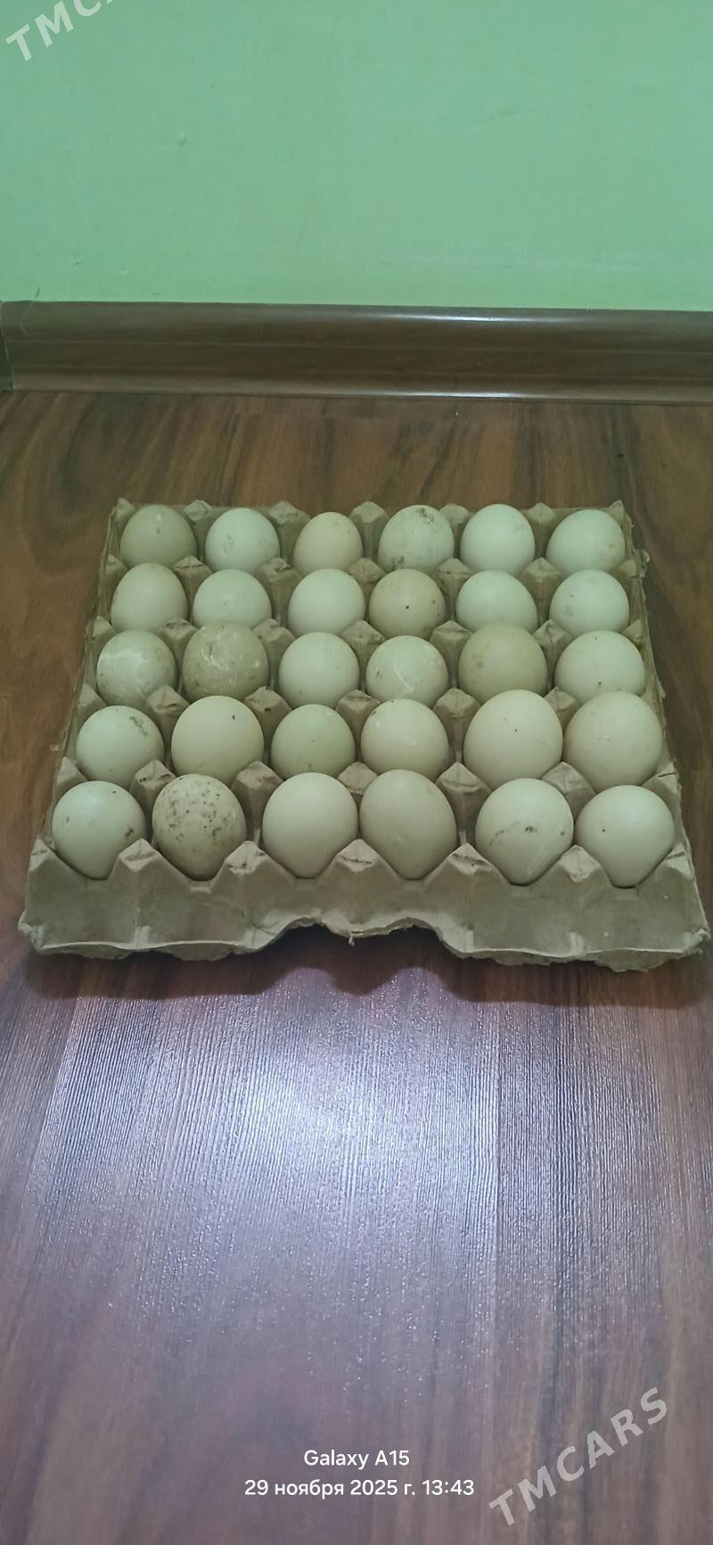 ИНДИВУТКА ОРДЕК - Балканабат - img 4