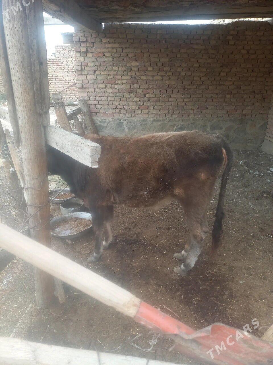 okuz - Bereket - img 2