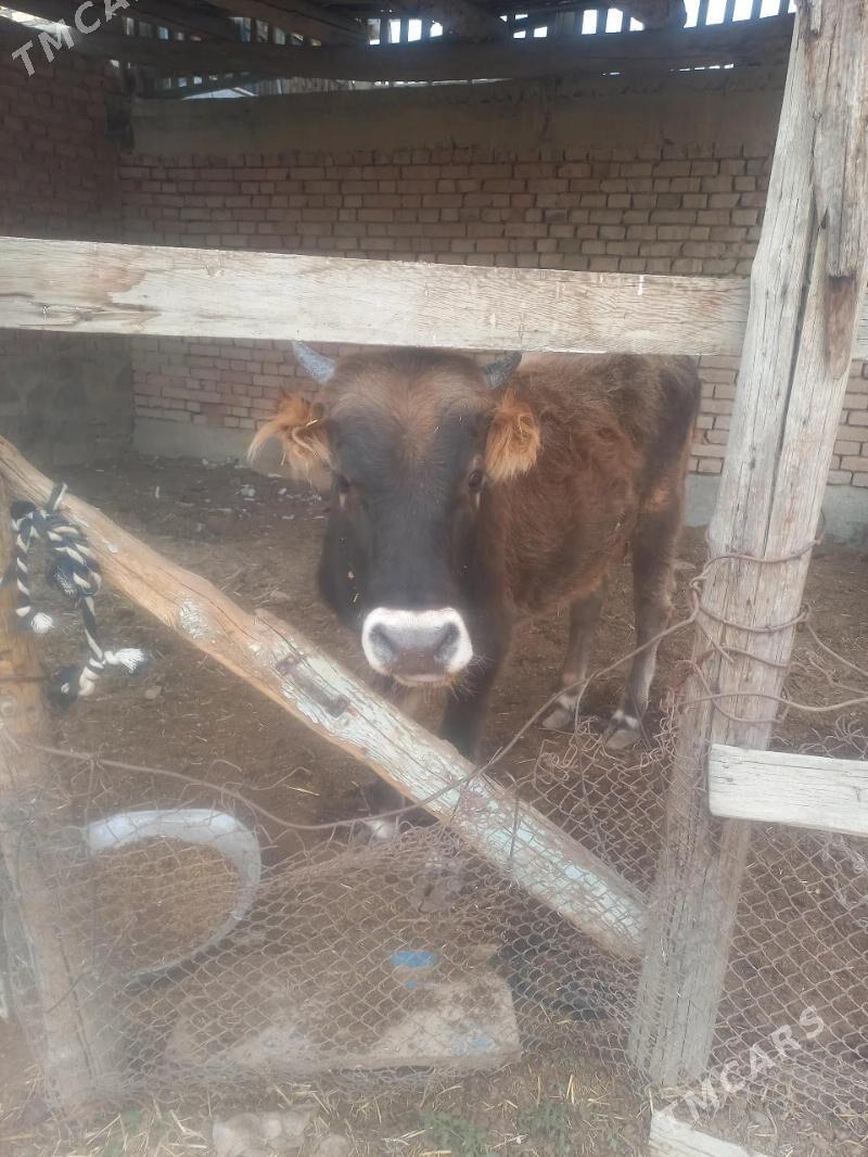 okuz - Bereket - img 1