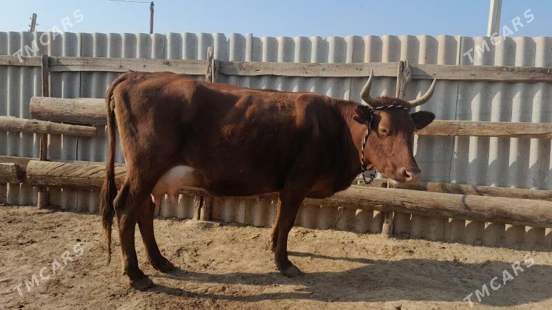 góleli - Wekilbazar - img 3