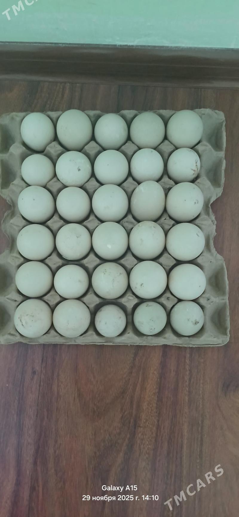 ИНДИВУТКА ОРДЕК - Балканабат - img 1