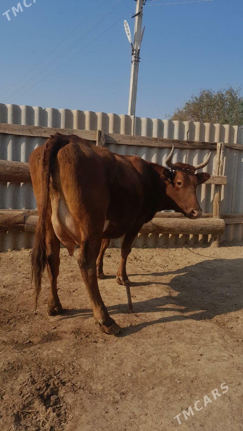 góleli - Wekilbazar - img 5