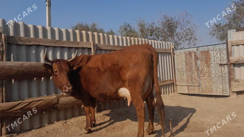 góleli - Wekilbazar - img 6