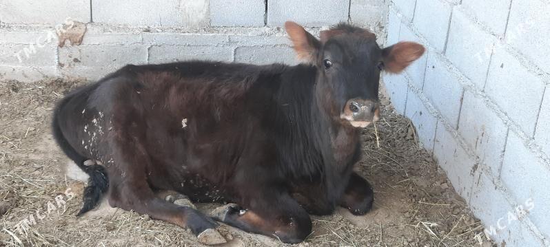 tuwe - Täze zaman - img 2