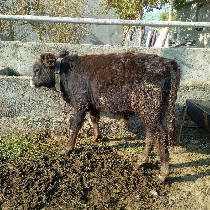 okuz - Bäherden - img 3