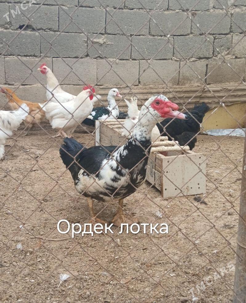 ИНДИВУТКА ОРДЕК - Балканабат - img 2