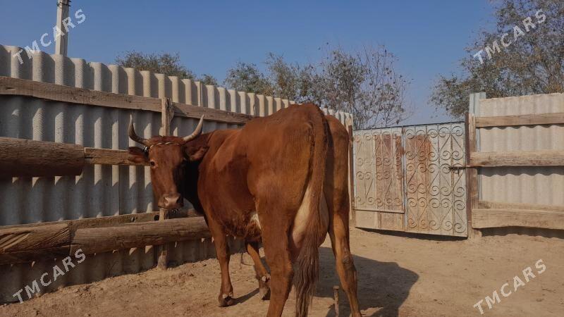 góleli - Wekilbazar - img 4