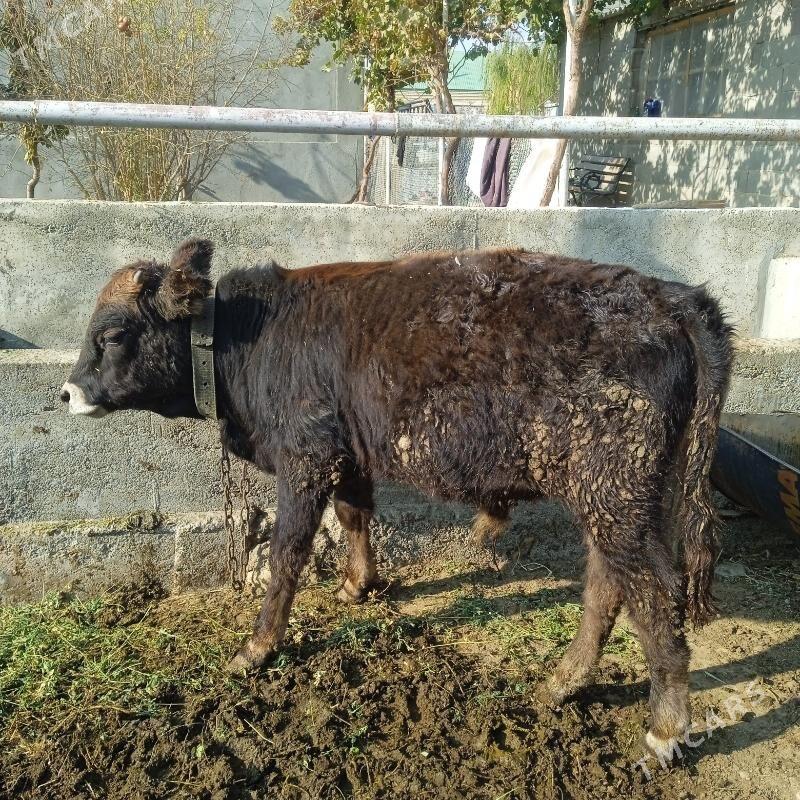 okuz - Bäherden - img 2