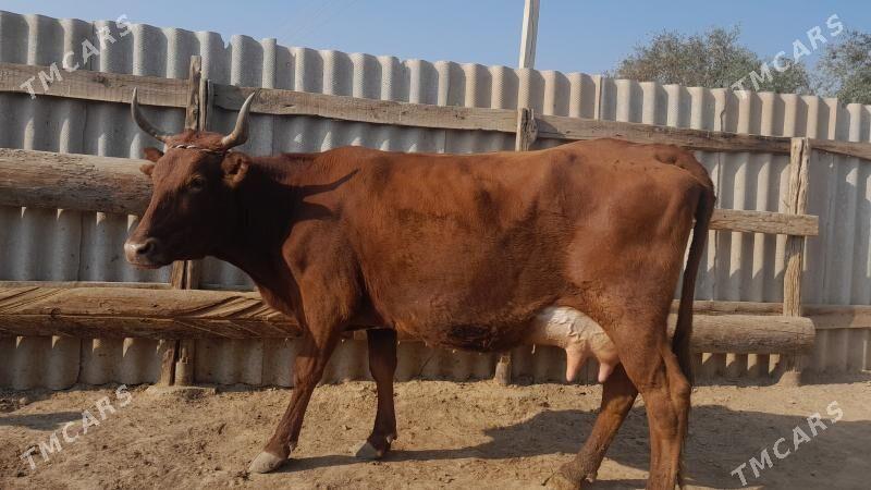 góleli - Wekilbazar - img 2