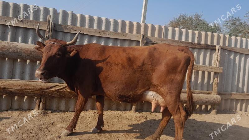 góleli - Wekilbazar - img 1