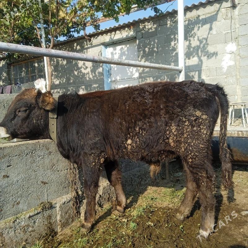 okuz - Bäherden - img 4