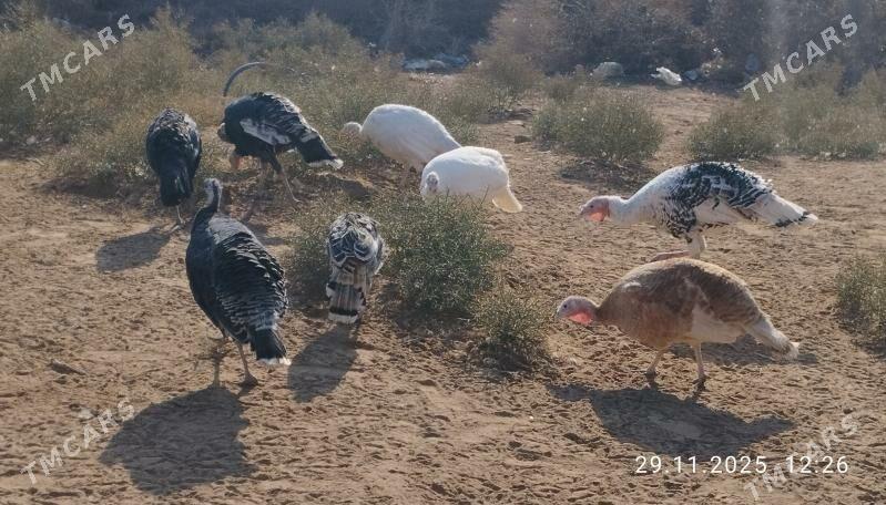 induk - Теджен - img 7