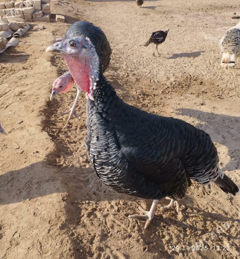 induk - Теджен - img 4