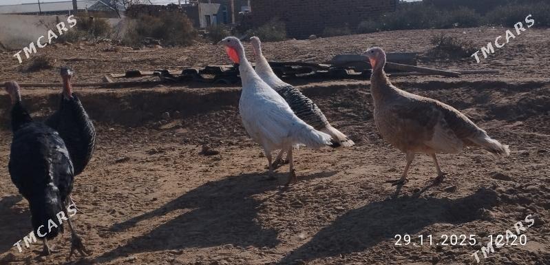 induk - Теджен - img 3