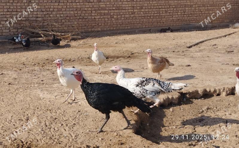 induk - Теджен - img 8