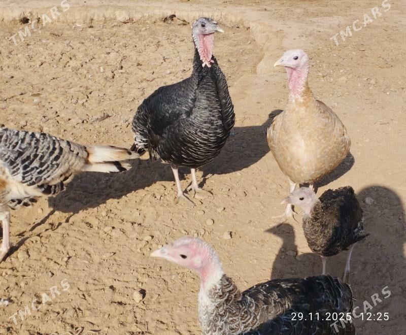 induk - Теджен - img 2