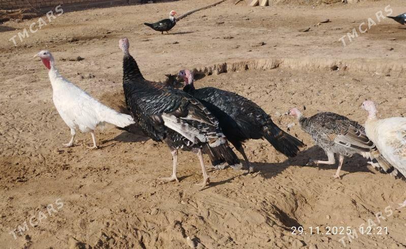 induk - Теджен - img 9