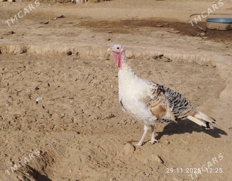 induk - Теджен - img 6