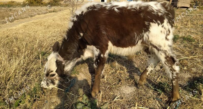 Saglyk sygyr - Дянев - img 3