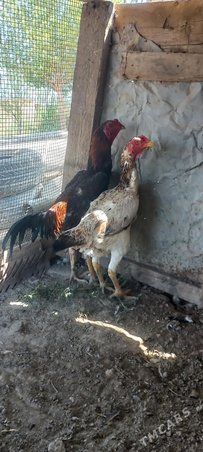 boyes juje - Hojambaz - img 4