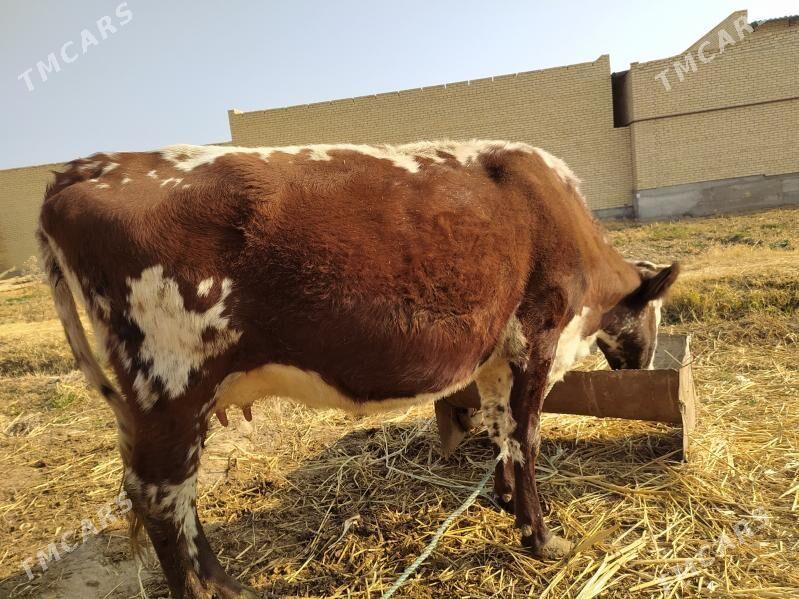 Saglyk sygyr - Дянев - img 2