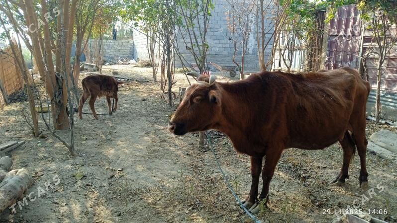 golelisygyr - Çoganly - img 1