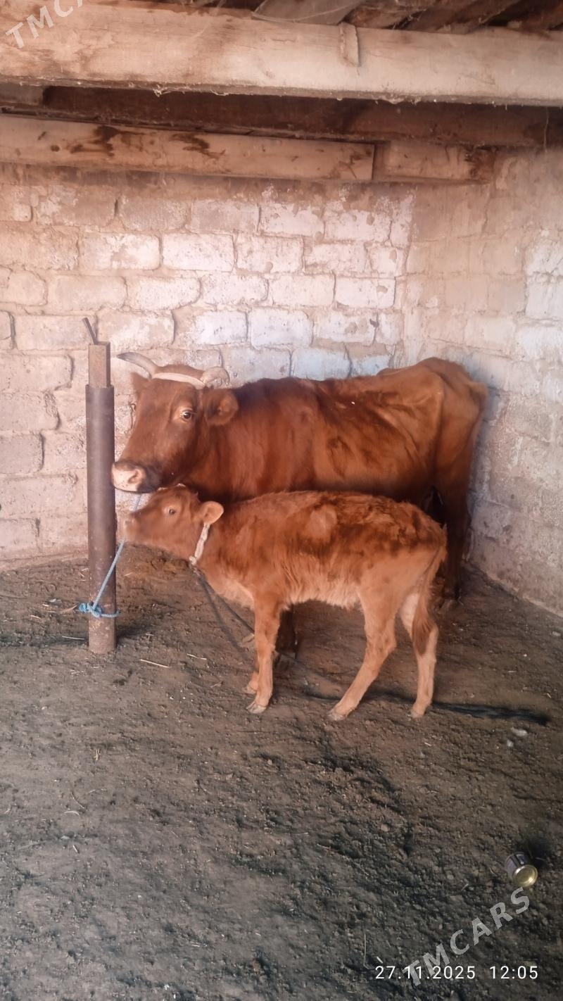 golelisygyr - Çoganly - img 3