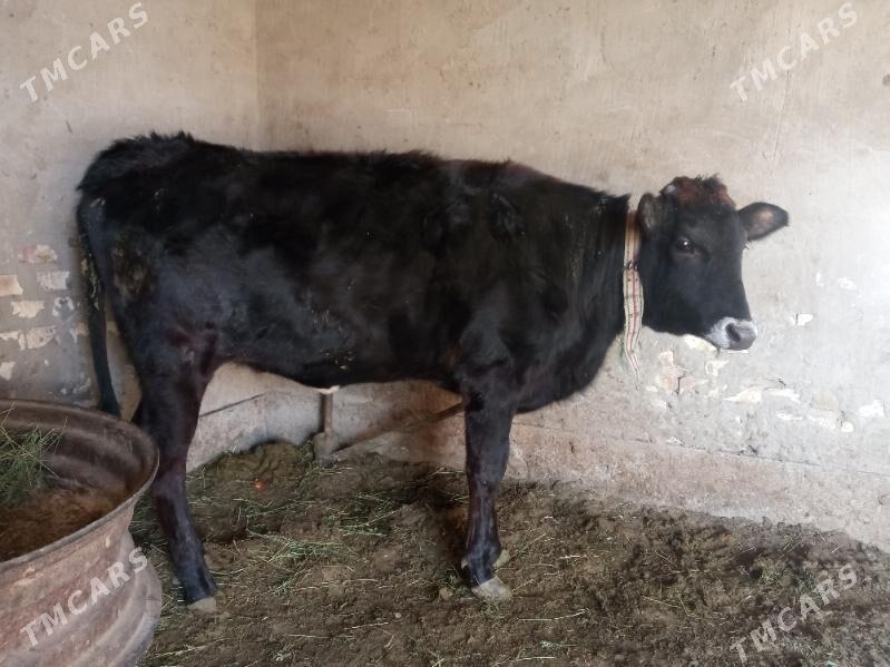 gulajyn - Мары - img 2