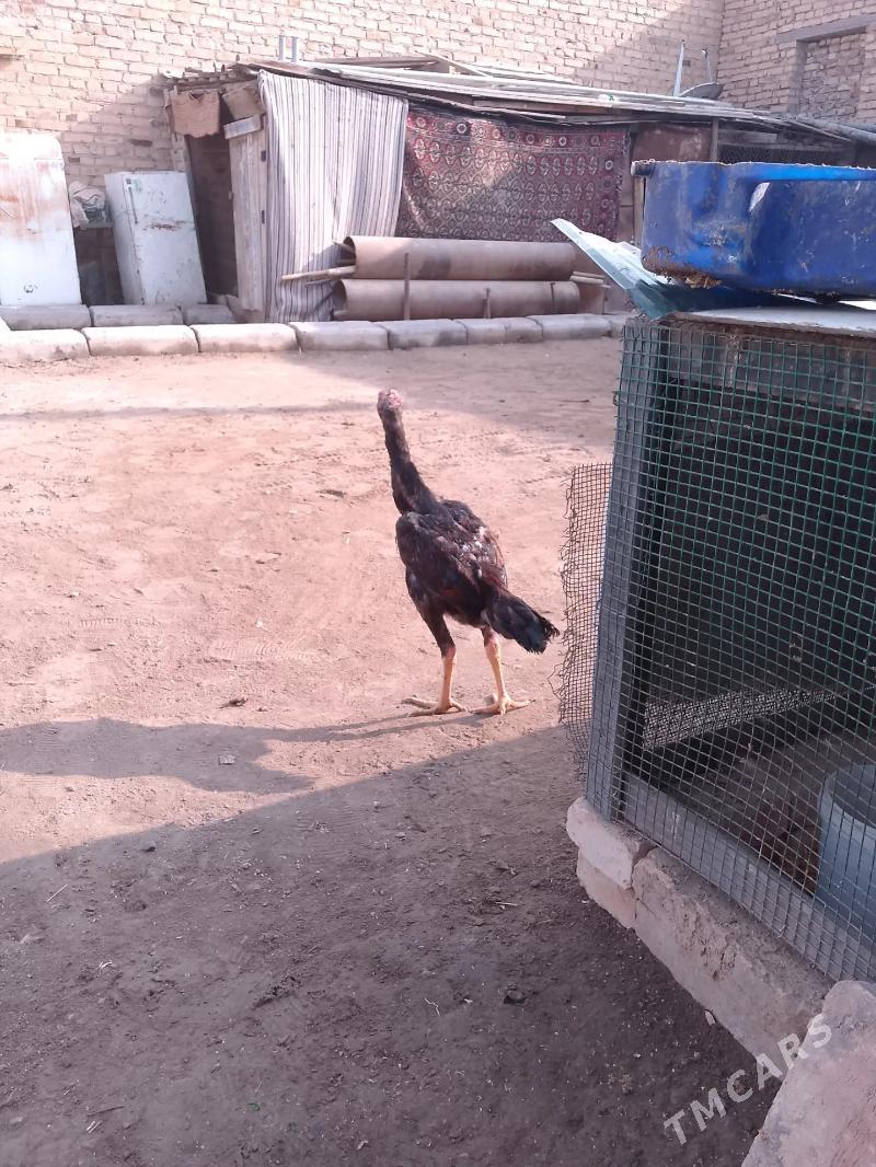 Juje - Туркменабат - img 2