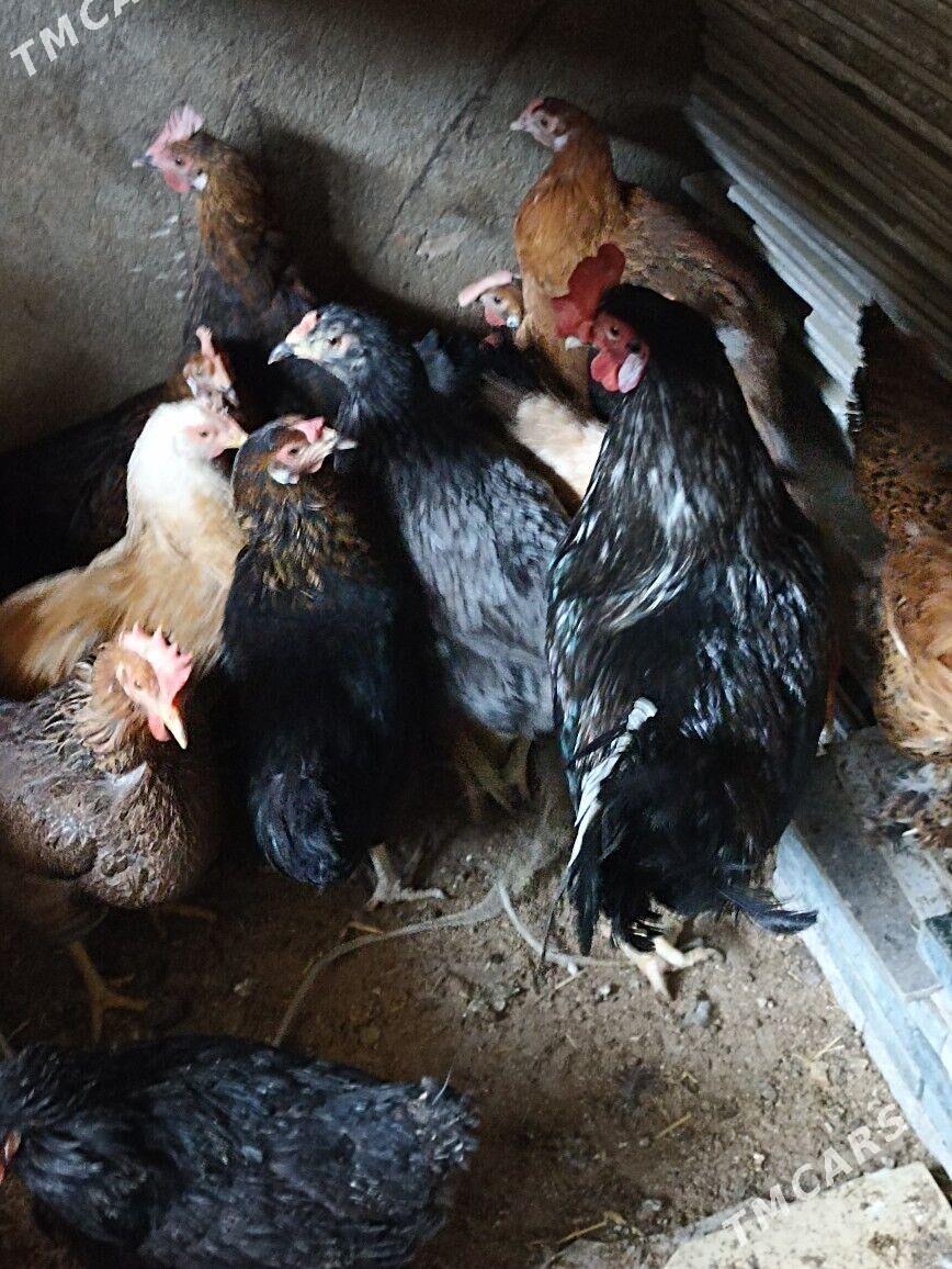 towuk juje horaz - Garadamak Şor - img 8